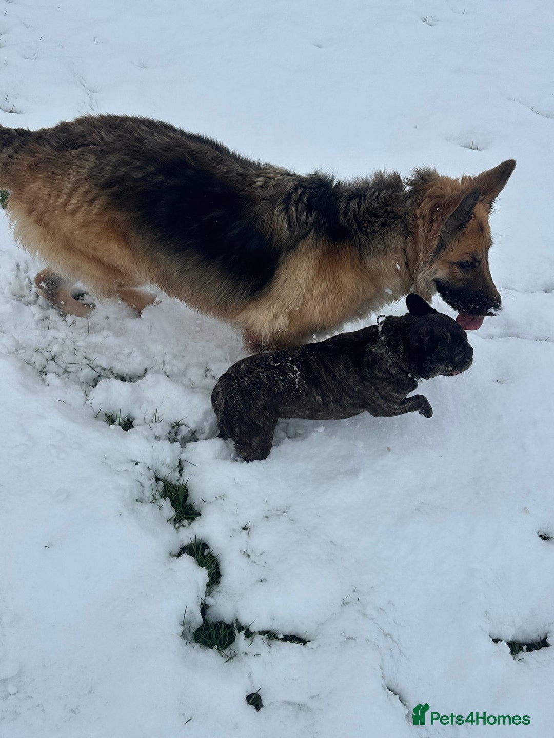 German Shepherd dogs for sale: German Shepherd For Adoption/Sale  - Image 4