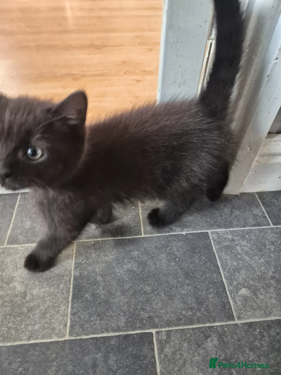 Mixed Breed cats for sale: Beautiful little boy  - Advert 7