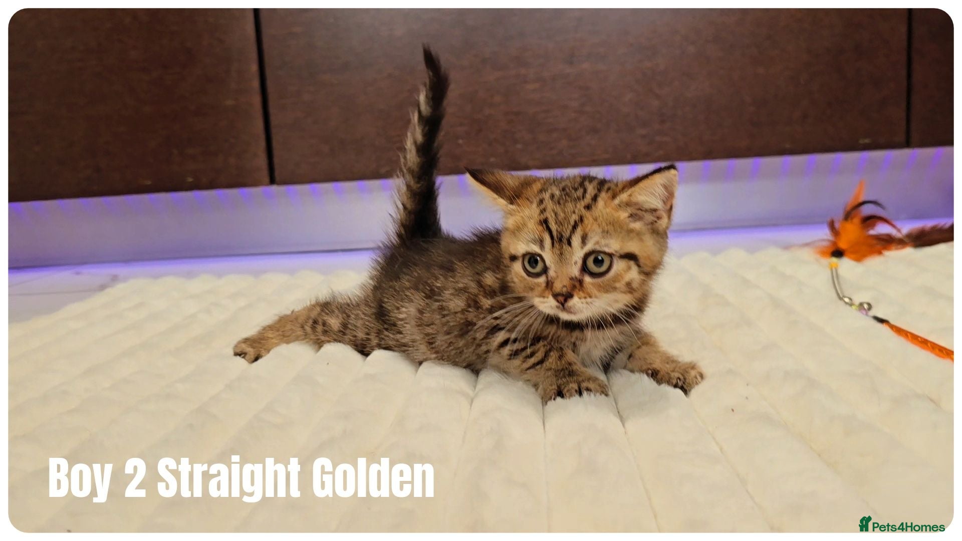 Scottish Fold cats 🐱 Scottish Fold & Scottish Straight Kittens - Advert 7