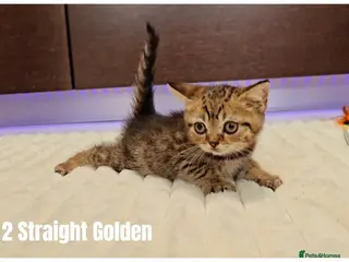 Scottish Fold cats 🐱 Scottish Fold & Scottish Straight Kittens - Advert 7