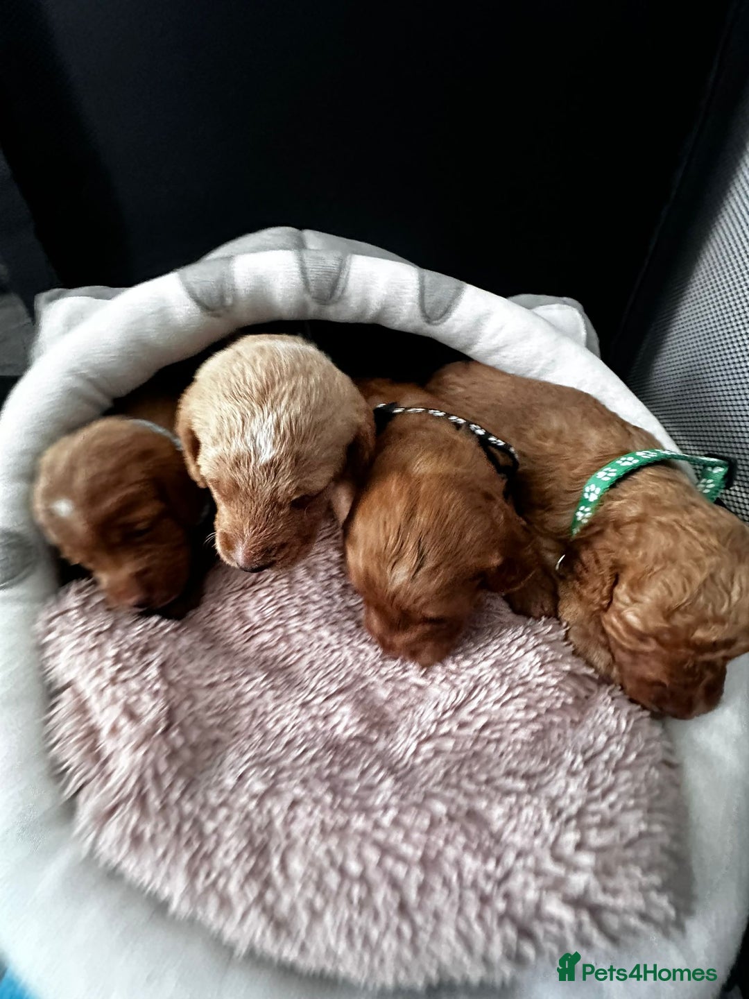 Doxiepoo dogs for sale: Stunning Doxiepoo Puppies for sale  - Advert 4