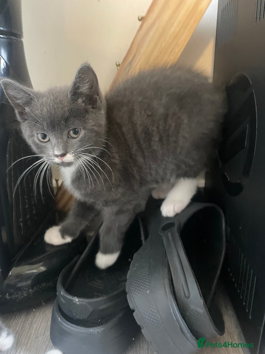 Domestic Shorthair cats for sale: 2 adorable girl kittens for sale  - Advert 8