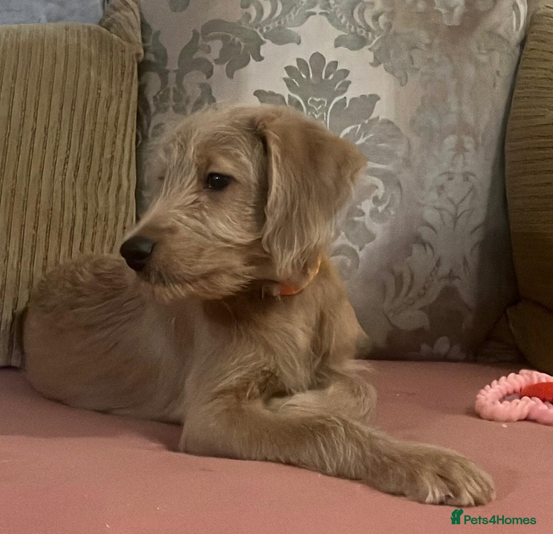 Labradoodle dogs for sale: Absolutely beautiful Labradoodles - Advert 20