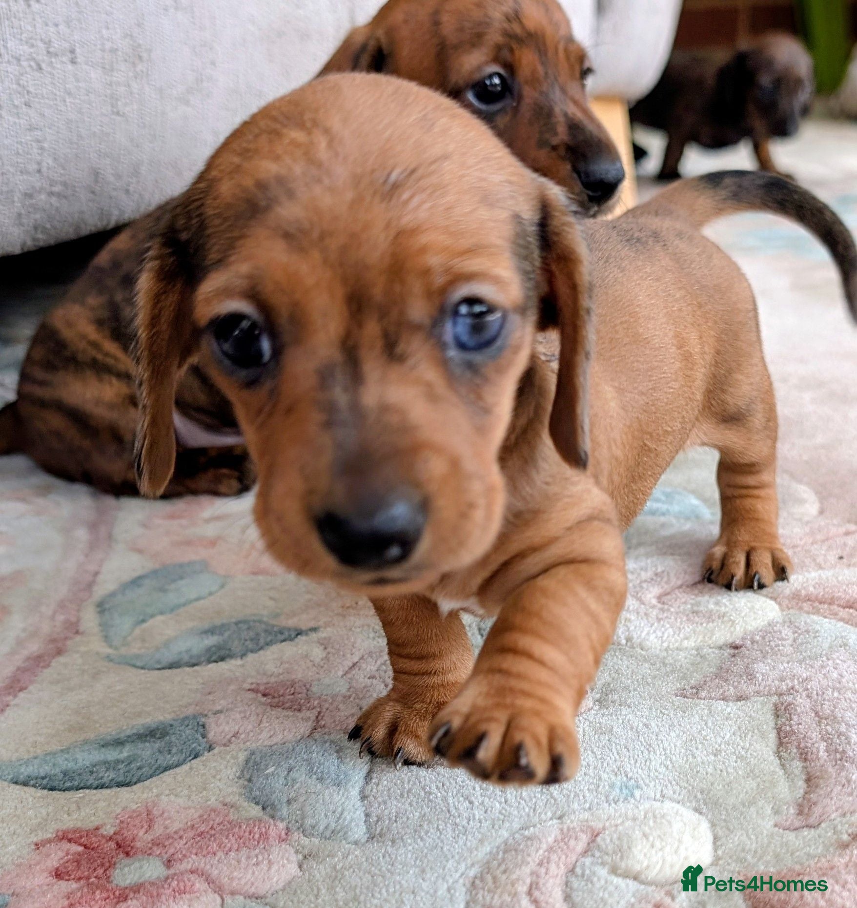 Miniature Dachshund dogs Miniature Dachshund  - Advert 1