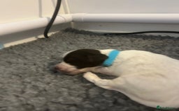 English Springer Spaniel dogs for sale: Adorable Springer Spaniel Puppies - Image 17