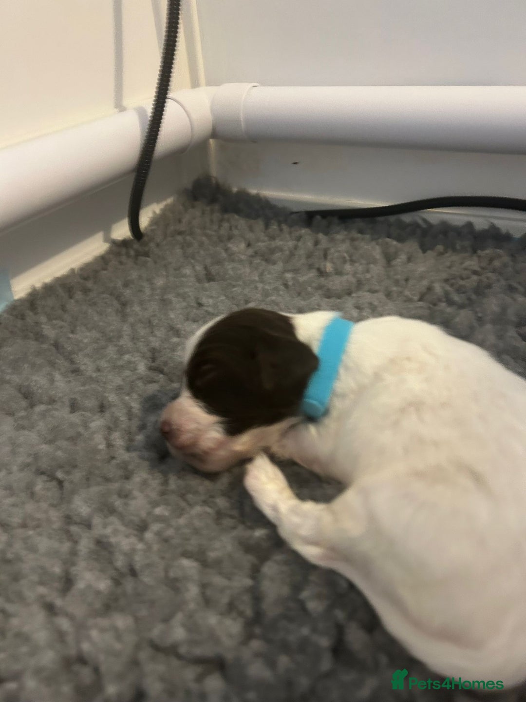 English Springer Spaniel dogs for sale: Adorable Springer Spaniel Puppies - Image 17