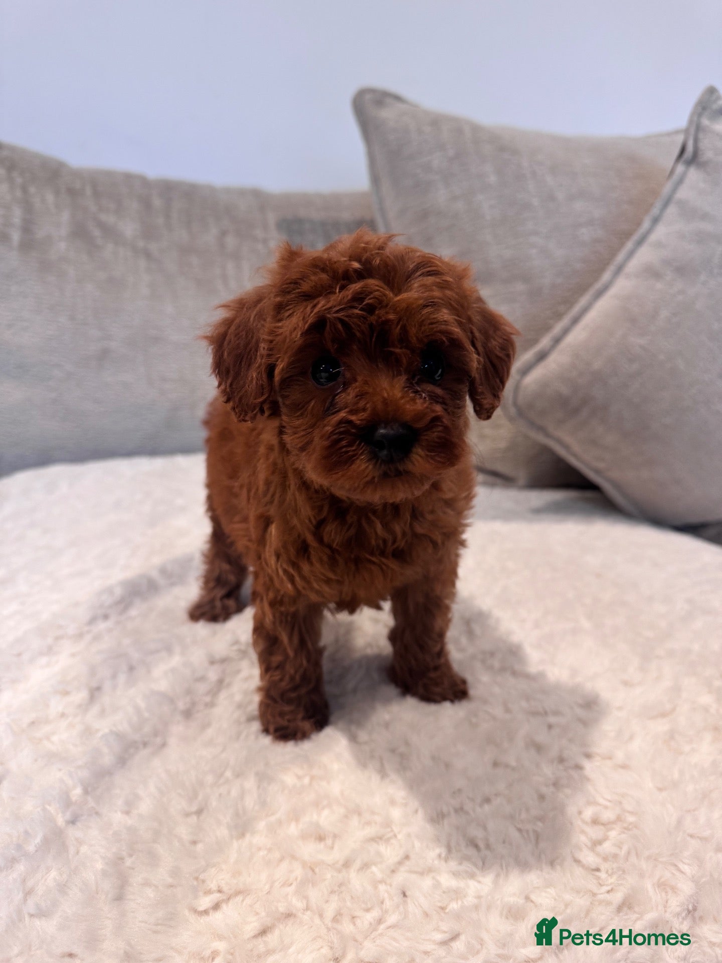 Cavapoo dogs Last girl deep red cavapoos  - Advert 2