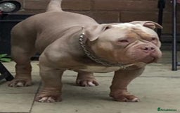 American Bully dogs for sale: Pocket bully puppies ready soon  - Image 15