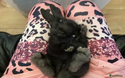 Flemish rabbits for sale: FLEMISH GIANT,CROSS - Advert 9