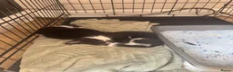 Mixed Breed cats for sale: 2 boy kittens for sale in Rotherham - Advert 2