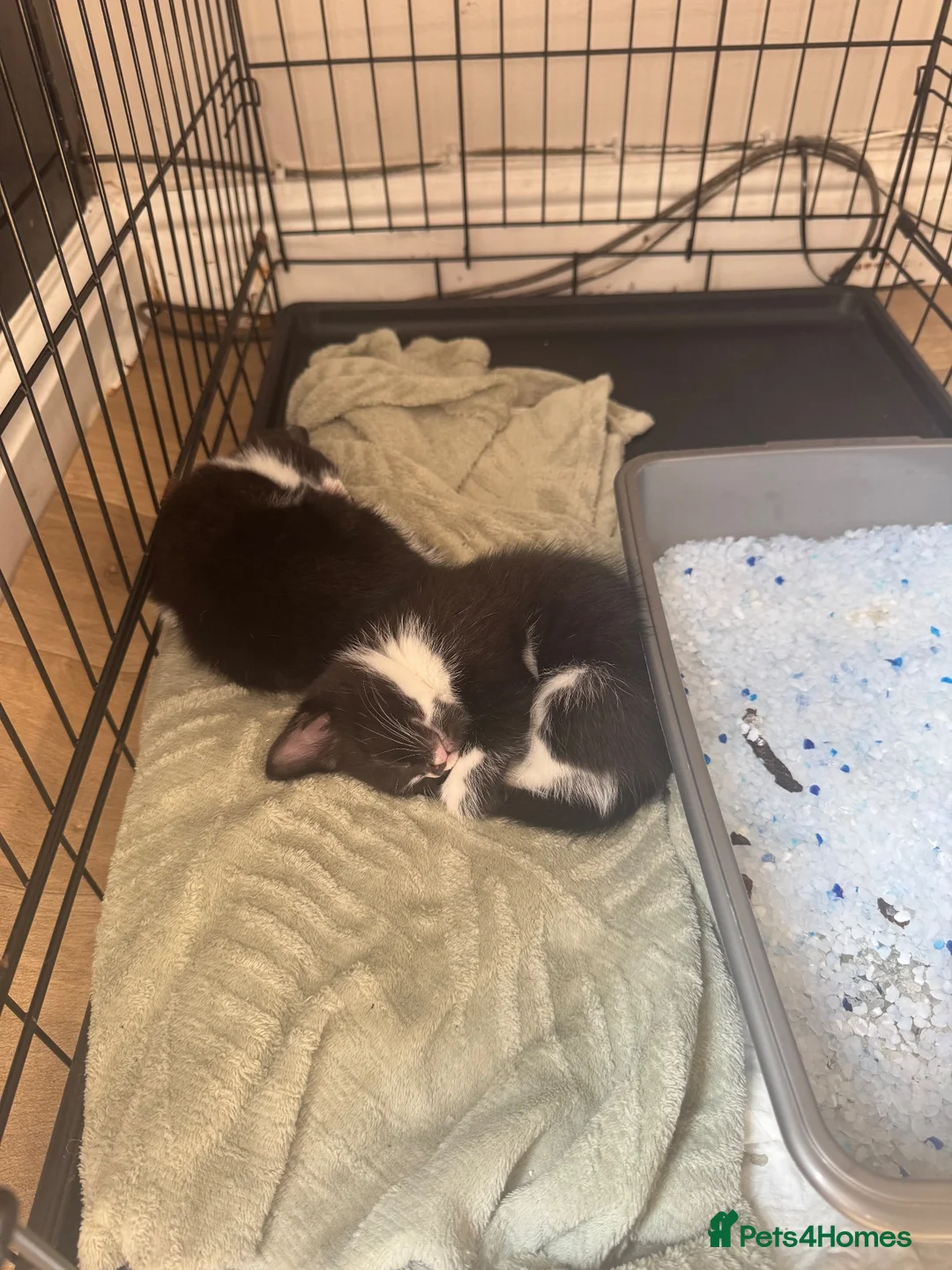 Mixed Breed cats for sale: 2 boy kittens for sale in Rotherham - Advert 2