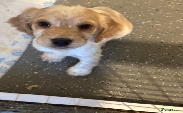 Cocker Spaniel dogs 1 boy available orange roan  - Advert 1