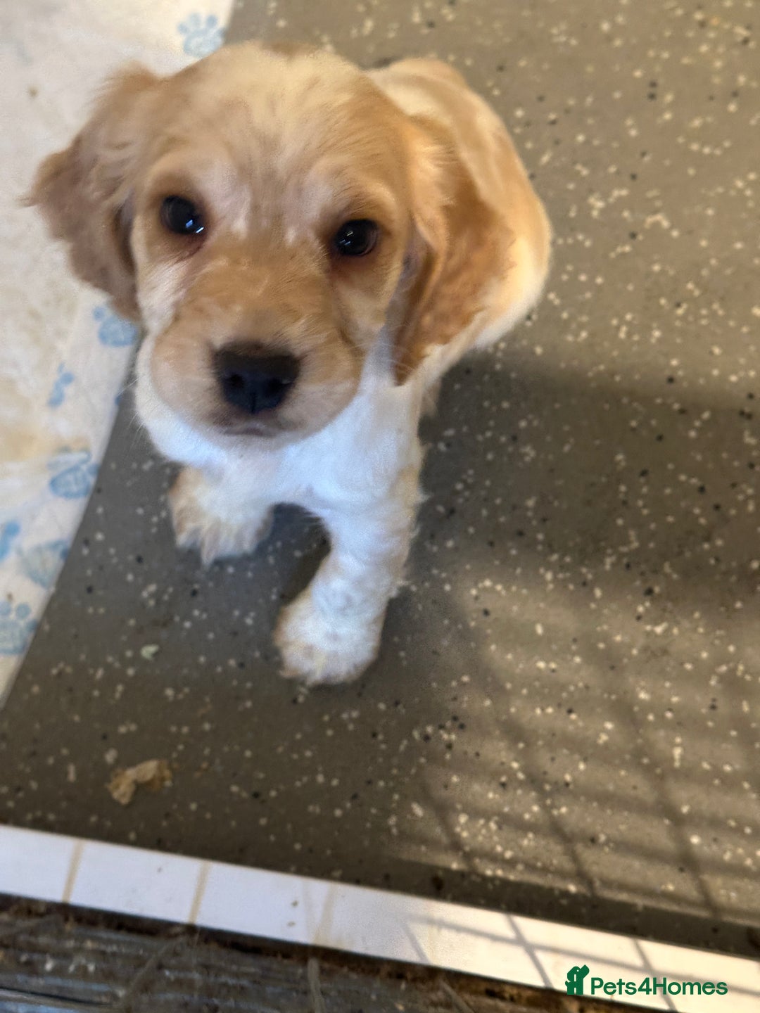 Cocker Spaniel dogs for sale: 1 boy available orange roan  - Advert 3