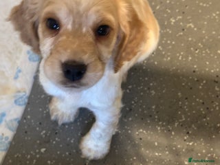 Cocker Spaniel dogs 1 boy available orange roan - Advert 11