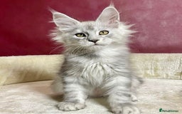 Maine Coon cats for stud: Exceptional CHAMPION Russian import - FOR STUD! in Halifax - Image 5