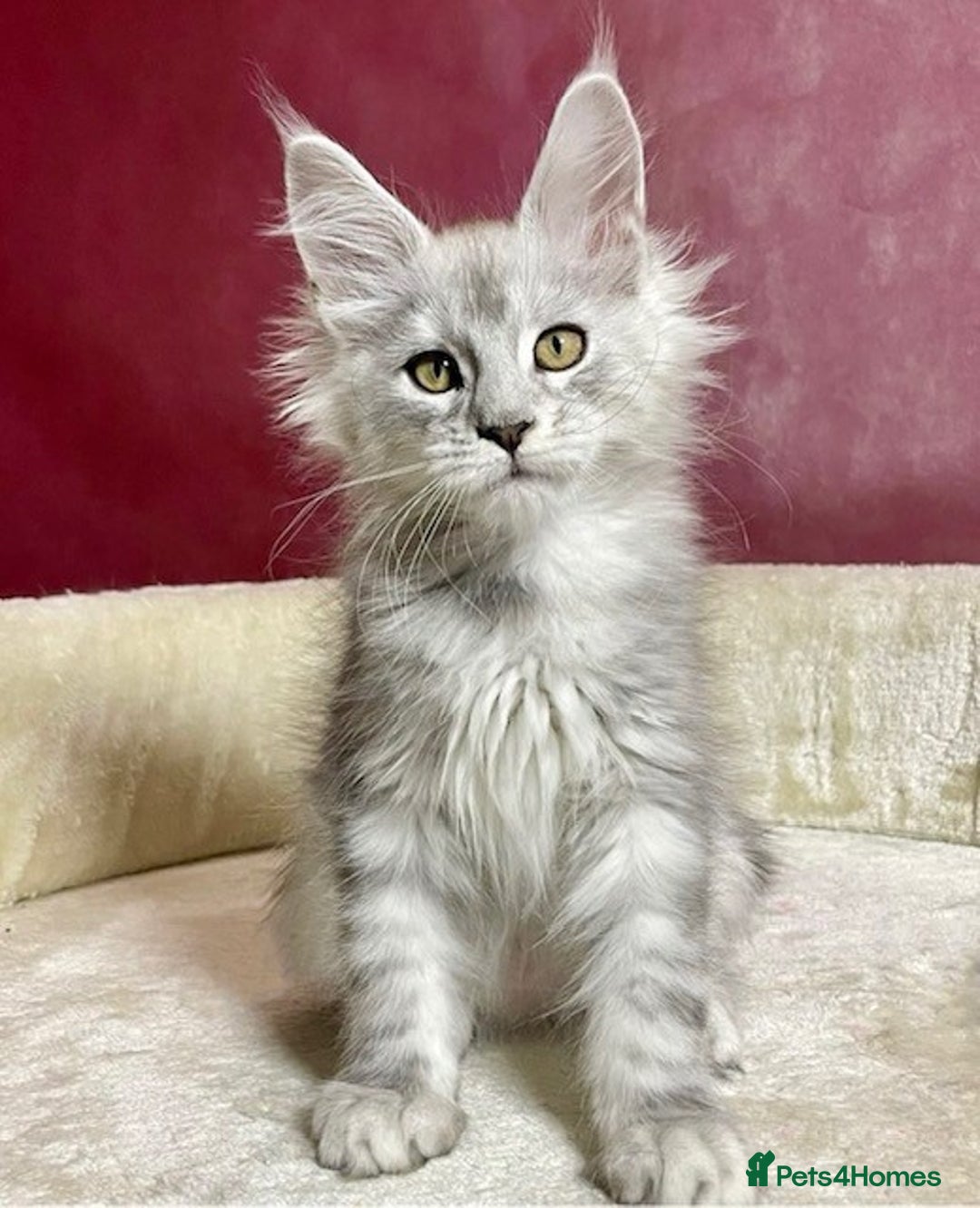 Maine Coon cats for stud: Exceptional CHAMPION Russian import - FOR STUD! in Halifax - Image 5