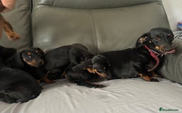 Dachshund dogs for sale: Mini dachshund puppies - Image 10