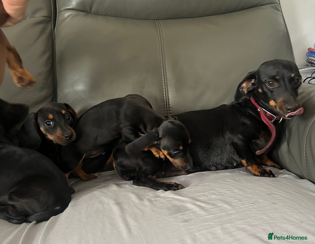 Dachshund dogs for sale: Mini dachshund puppies - Image 10