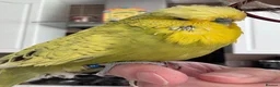 Budgerigars birds for sale: Super Tame Beautiful Exhibition Budgie - Advert 2