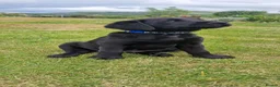 Labrador Retriever dogs for sale: KC Registered Pedigree Black Labrador Puppies in Abergele - Advert 5