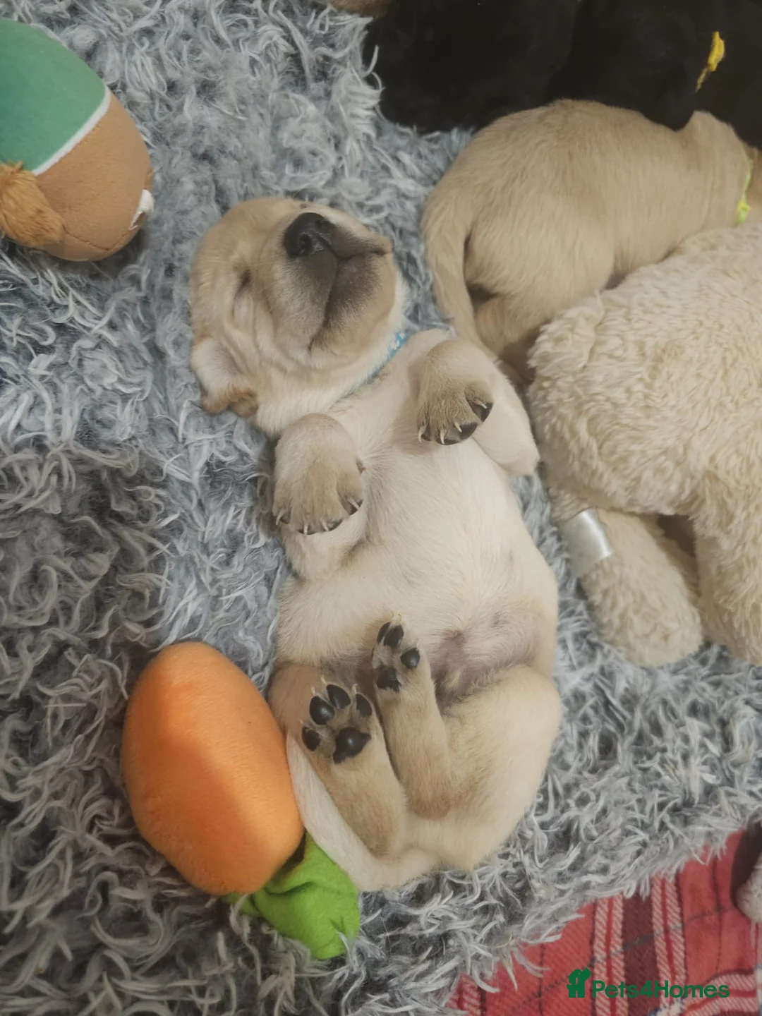 Labrador Retriever dogs for sale: Now have 5 Labrador Retriever Puppies for Sale 🐾 - Advert 16