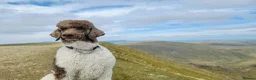 Standard Poodle dogs for stud: Standard Poodle for Stud - Advert 8