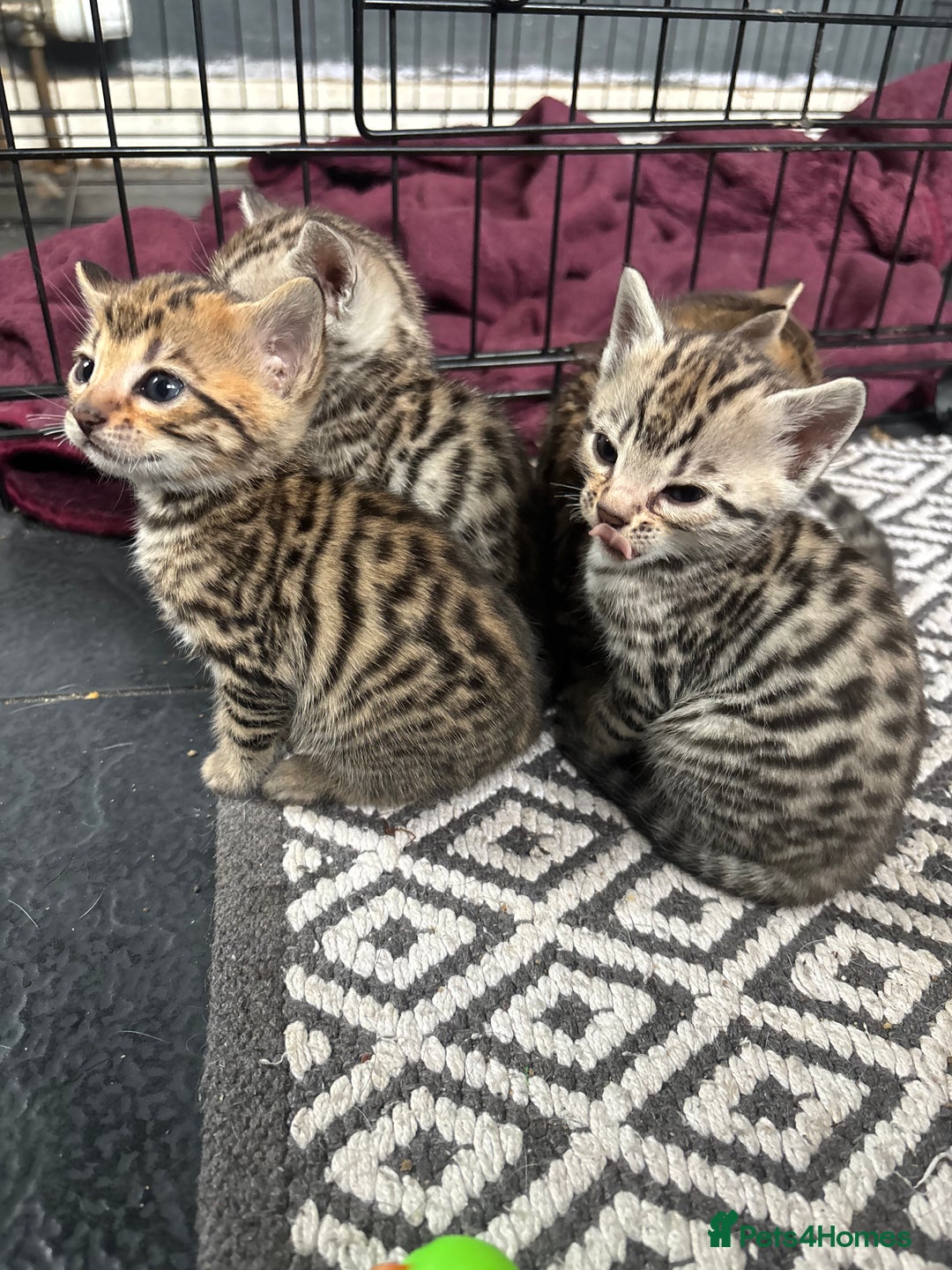 Bengal cats for sale: Bengal and half breed Bengal kittens  - Image 7