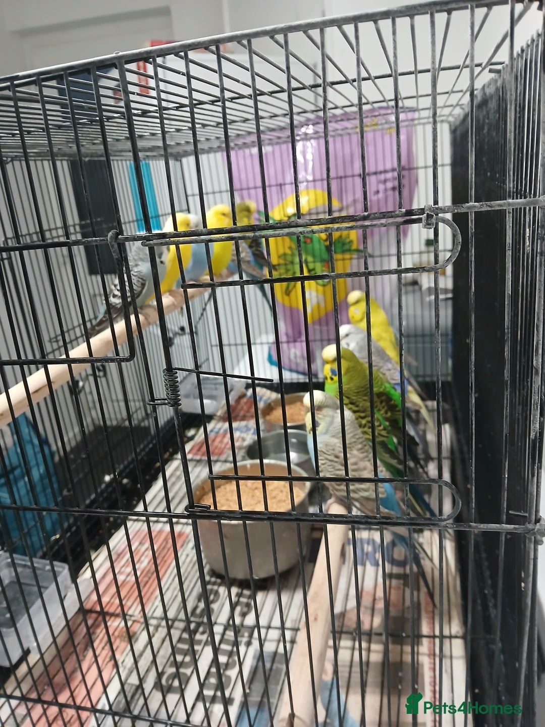 Budgerigars birds for sale: Budgees  - Image 3