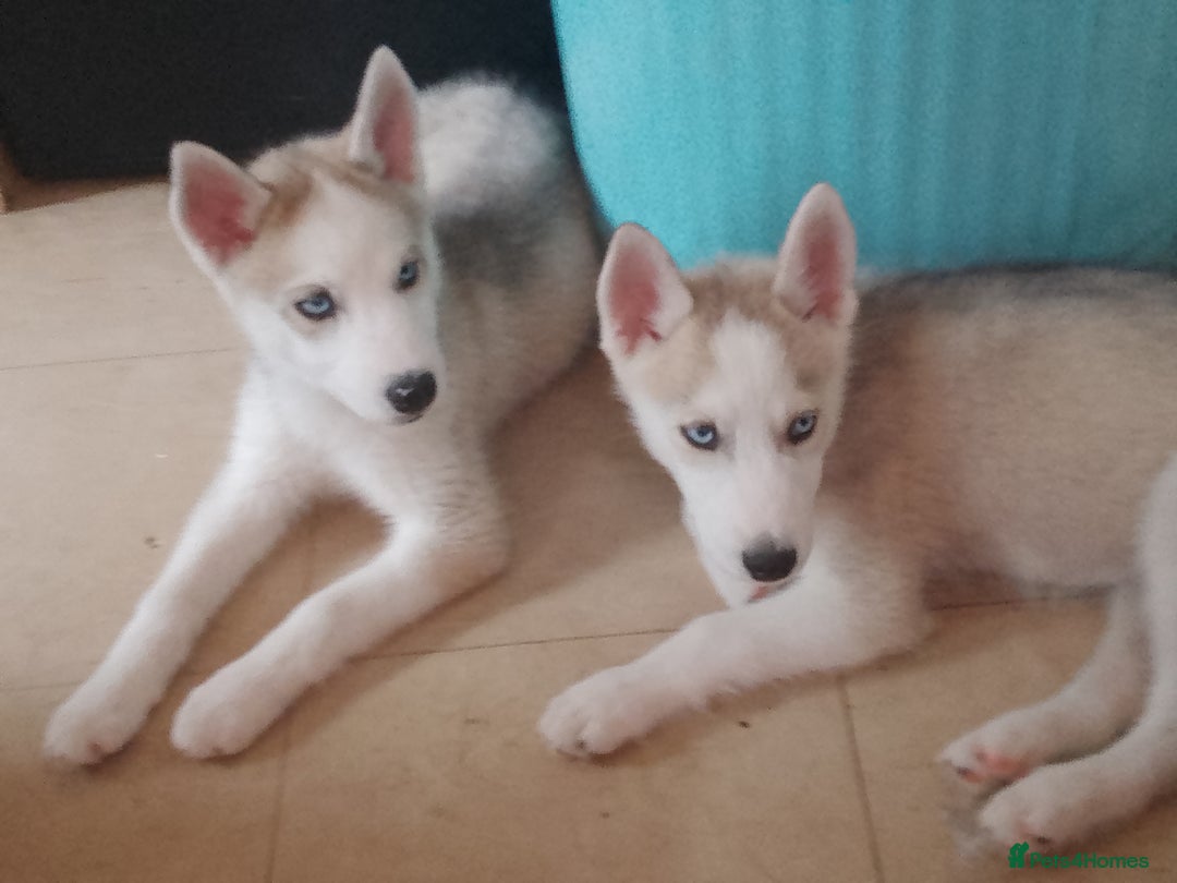 Siberian Husky dogs for sale: Siberian Husky Puppies in Birmingham - Image 20