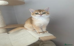 British Shorthair cats for sale: BSH Golden kittens  - Image 21