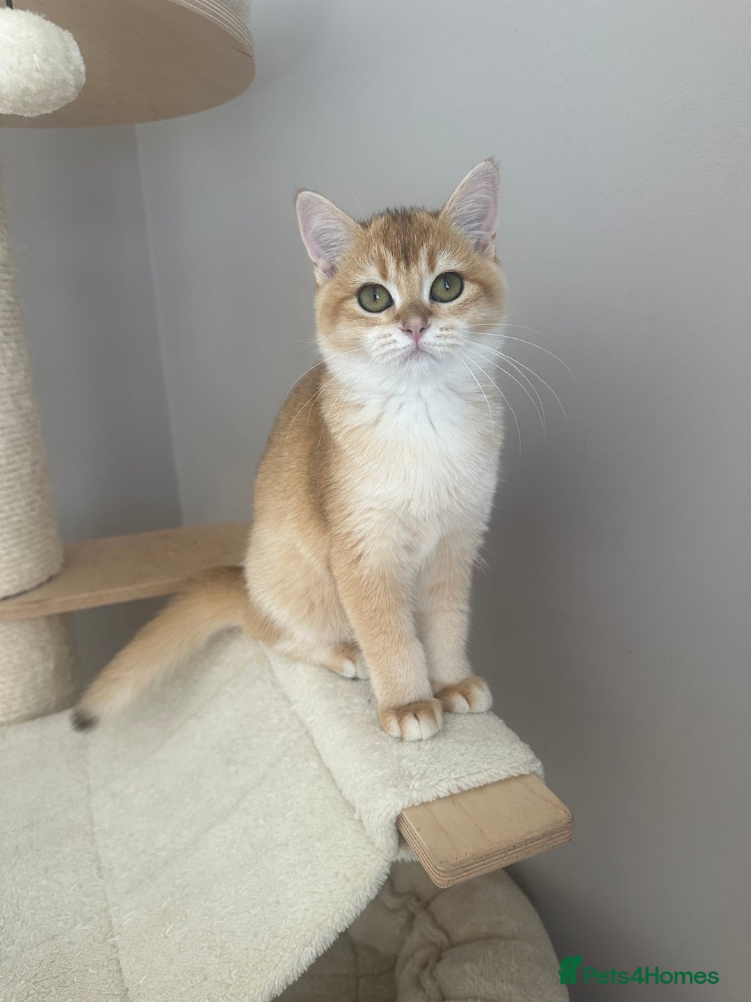 British Shorthair cats for sale: BSH Golden kittens  - Image 21