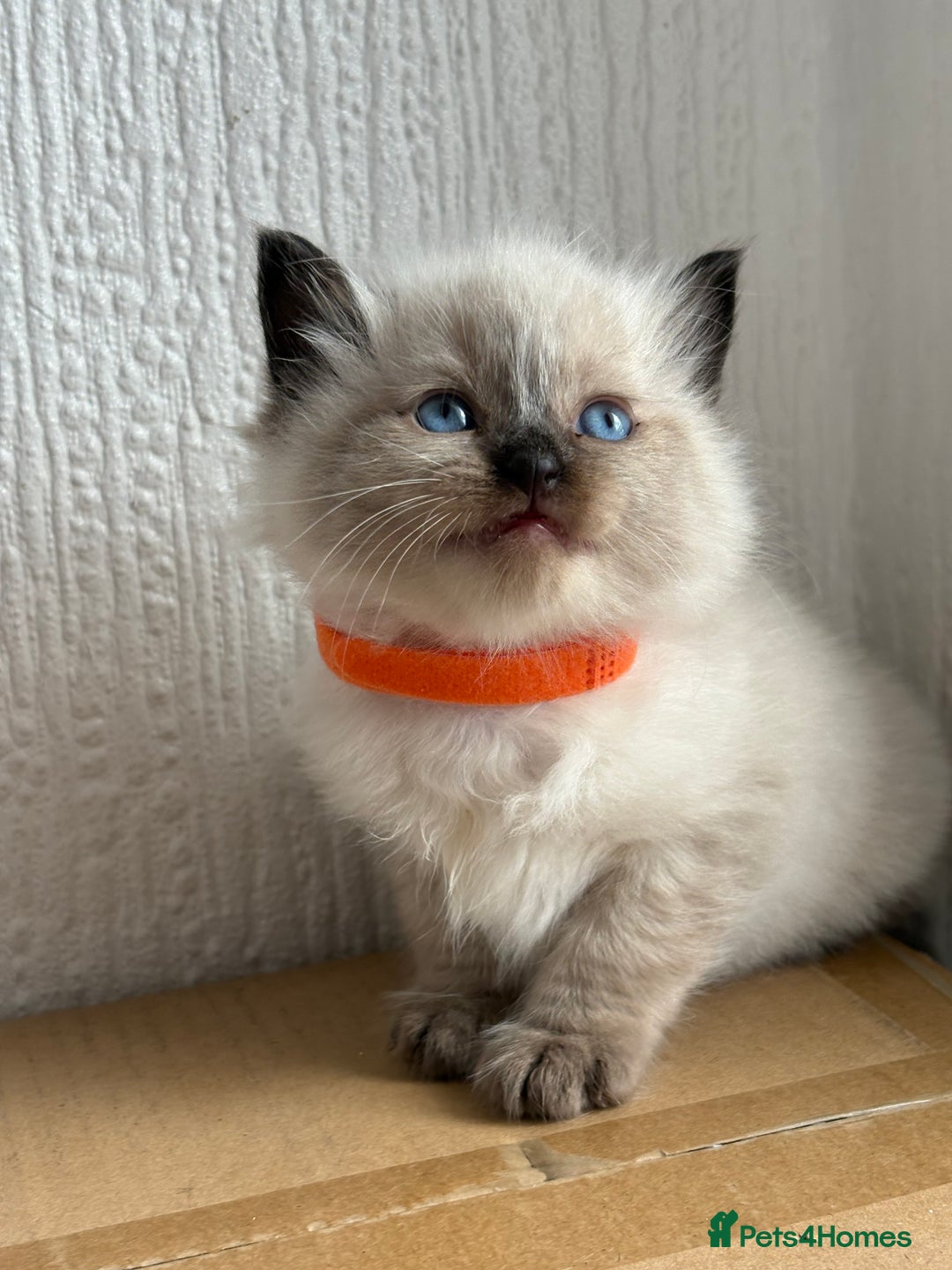 Ragdoll cats for sale: 💗 Our princess belle had 5 new kittens 💗 - Image 5