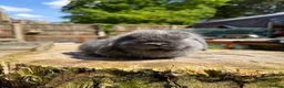 Mini Lop rabbits for sale: Mini Lop buck READY NOW  - Advert 9