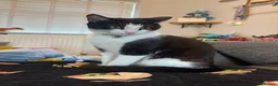 Domestic Shorthair cats for sale: 5 Months old Domestic Shorthair - Advert 3