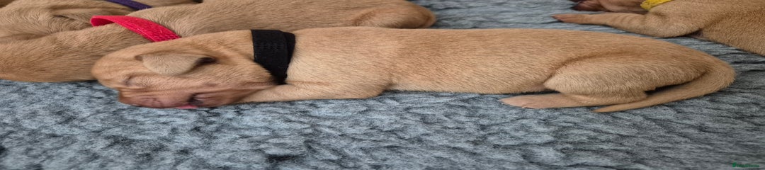Labrador Retriever Puppy 4