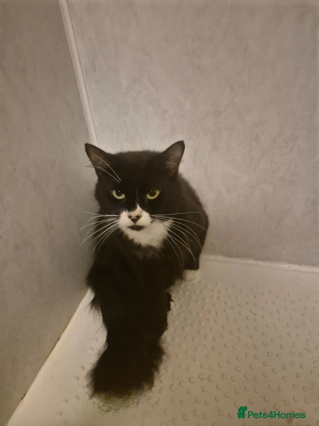 Mixed Breed cats for sale: Nice and playful in Northolt - Advert 1