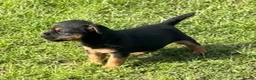 Border Terrier dogs for sale: Boarder terrier x jack Russell - Advert 13
