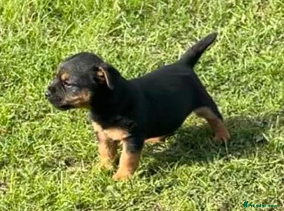 Border Terrier dogs for sale: Boarder terrier x jack Russell - Advert 13