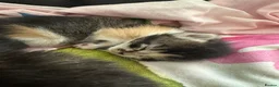 Mixed Breed cats for sale: Stunning Kittens - Advert 21