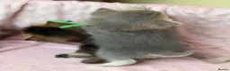 British Shorthair cats for sale: ⭐️CHUNKY TICA BRITISH SHORTHAIR KITTENS⭐️ - Advert 16