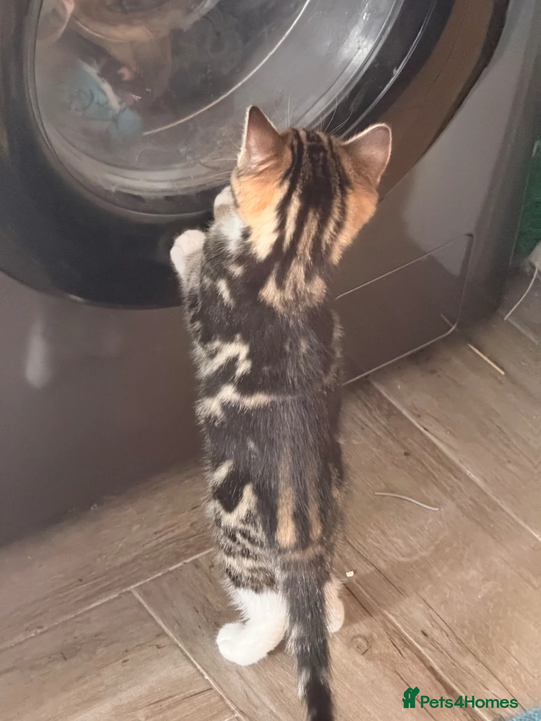 Bengal cats for sale: 2 Bengal mix boy kittens for sale  - Advert 5