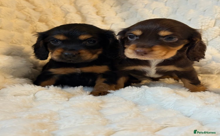 Cocker Spaniel dogs - Advert 3