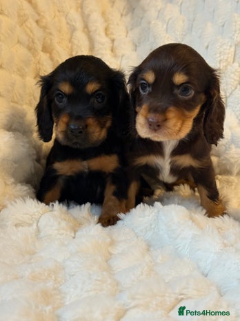 Cocker Spaniel dogs - Advert 3