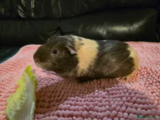 Guinea Pig rodents Female Guinea Pigs - Advert 17