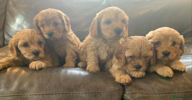 Cavapoo dogs - Advert 15