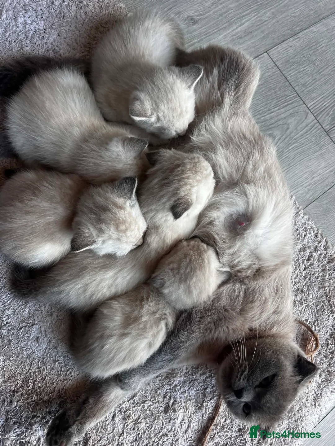 Scottish Fold cats for sale: Scottish fold and straight blue eyed kittens - Advert 2