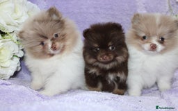 Pomeranian dogs for sale: PARTI MERLE QUALITY KC POMERANIANS - Image 1