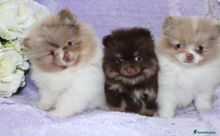 Pomeranian dogs - Advert 1
