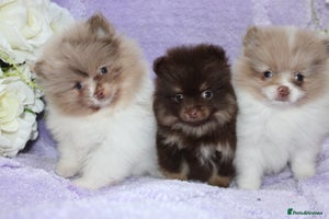 Pomeranian dogs - Advert 11