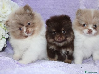 Pomeranian dogs - Advert 21